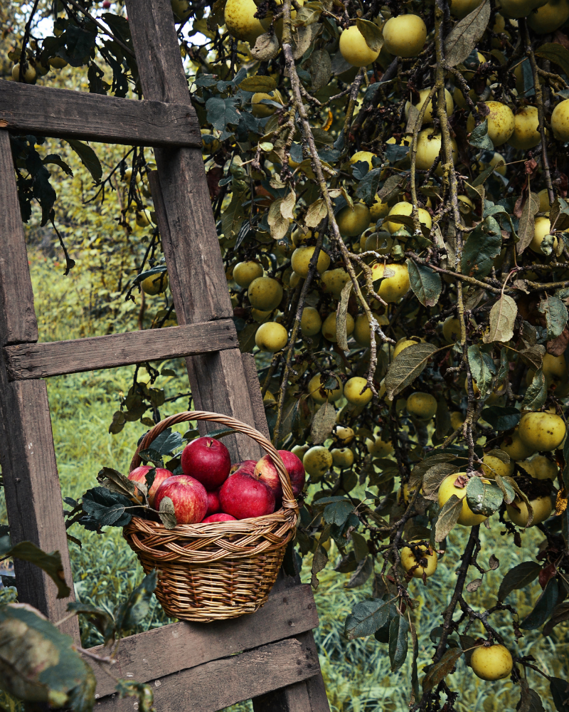 Afternoon in the Orchard