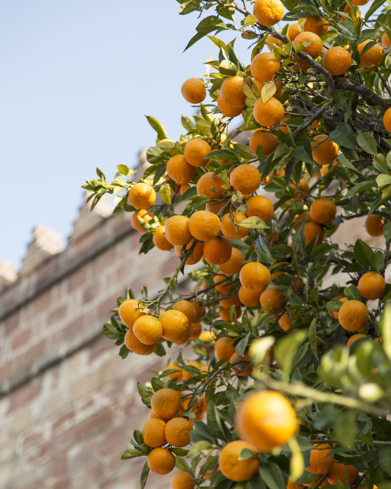 Amalfi Oranges