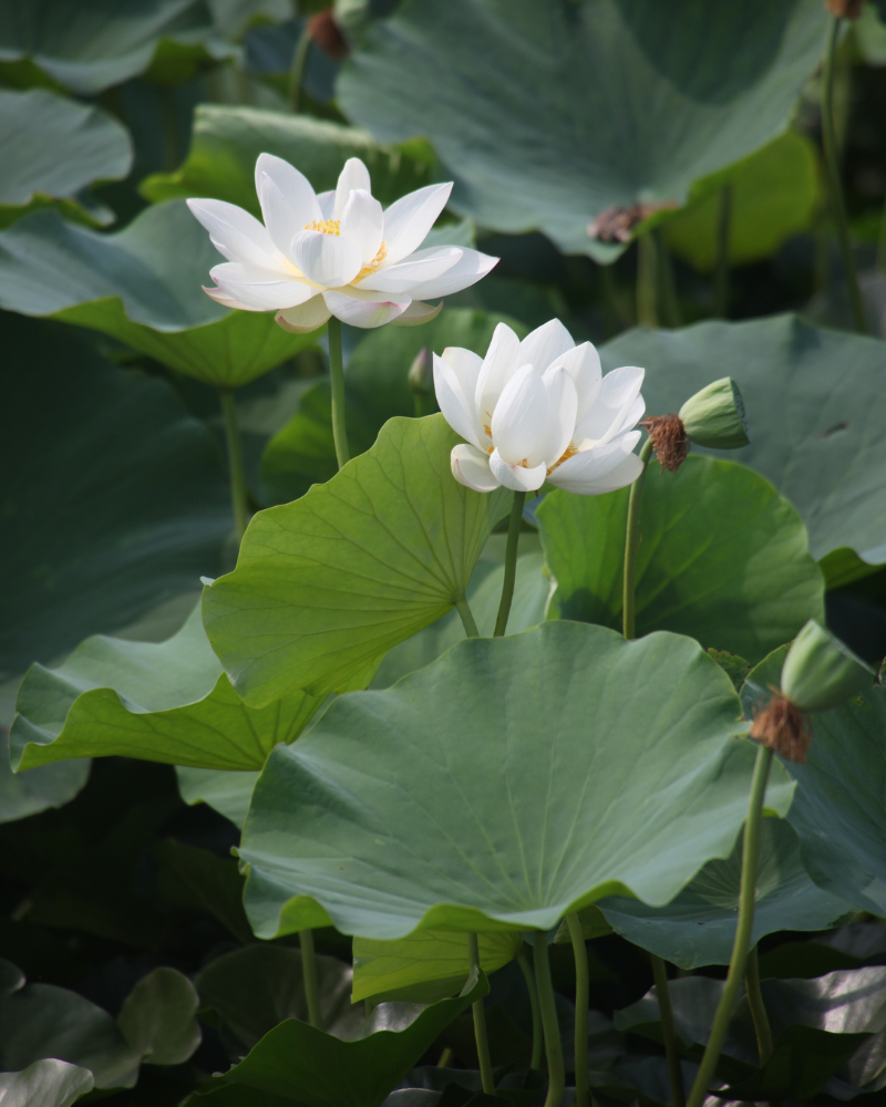 Bamboo Oasis & Water Lily